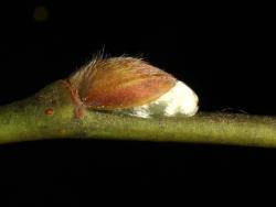 Salix basaltica. Flower bud scale.
 Image: D. Glenny © Landcare Research 2020 CC BY 4.0